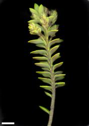 Veronica rupicola. Sprig. Scale = 10 mm.
 Image: M.J. Bayly & A.V. Kellow © Te Papa CC-BY-NC 3.0 NZ